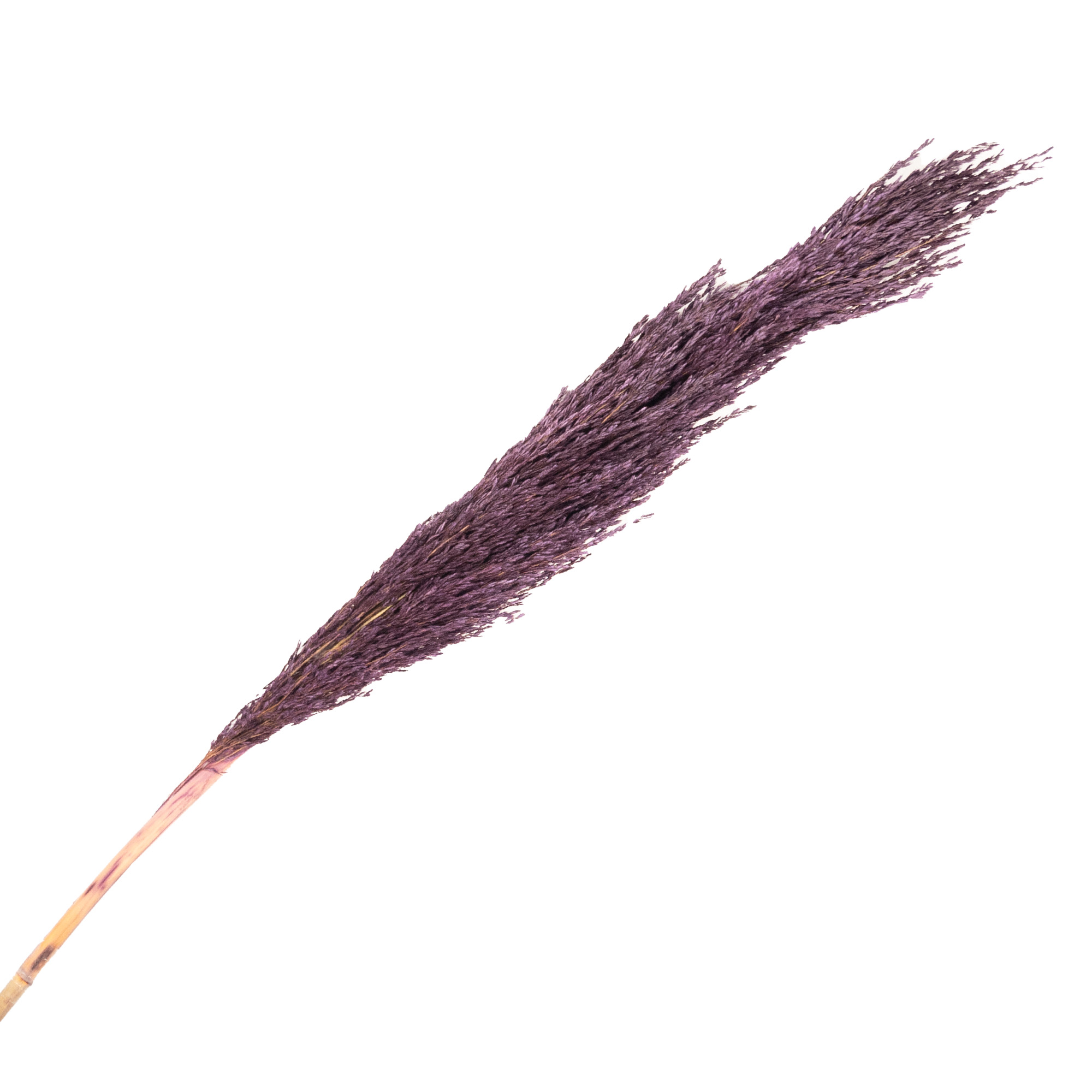 Die-hard pampas grass